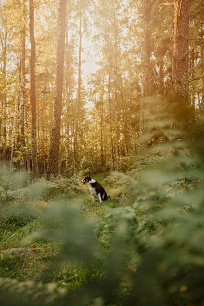 istock Dog outdoors in sunset in forest nature scenics 2169202682