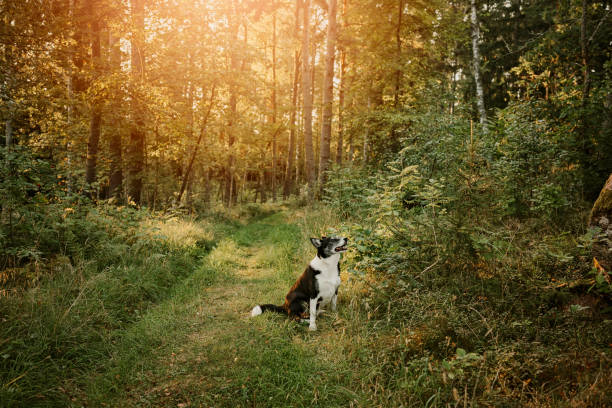 Dog outdoors in sunset in forest nature scenicsBorder collie mix outdoors playing in the woods