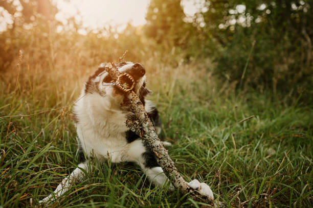 Dog outdoors chewing on stick in forest nature scenicsBorder collie mix outdoors playing in the woods