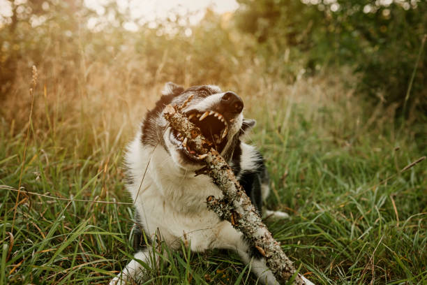istock Dog outdoors chewing on stick in forest nature scenics 2169203142