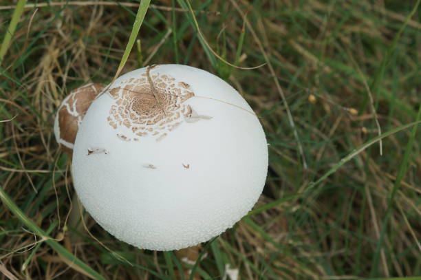 Scary poisonous mushroom. Don't touch me.