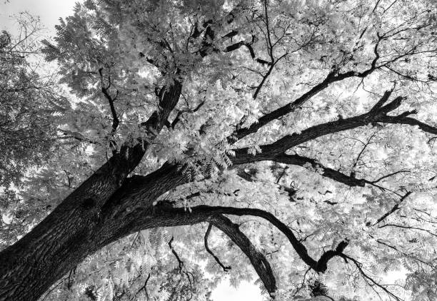 Aperture 6.3, exposure time 1/160 sec., ISO 160, focal length 24 mm, UV filter, lens hood, full-frame camera, post-processing to black and white,