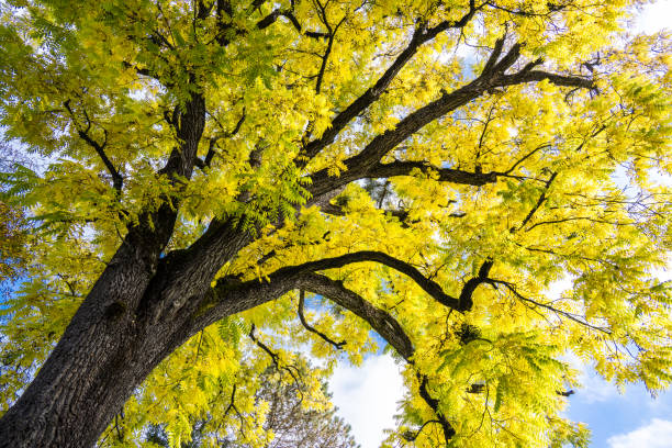 mighty deciduous tree with bright yellow canopy of leaves