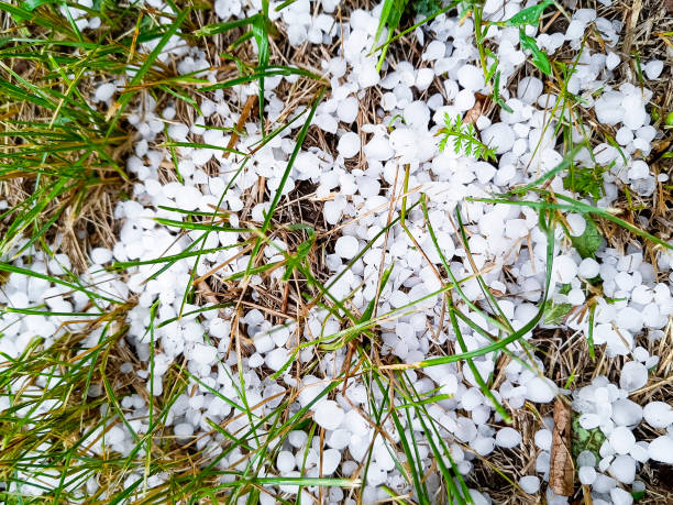 istock Large hail in the green grass after a thunderstorm. 2169209447