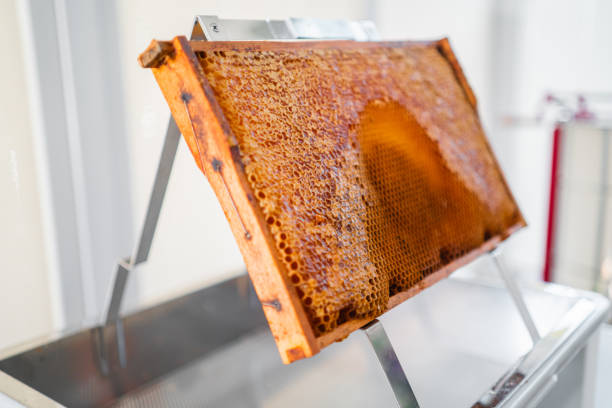 istock Hive Frame of a Beehive with Filled and Capped Honeycombs on a Uncapping Stand Ready to be Harvested 2169210007