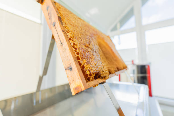 Capped Beehive Frame of a Beehive Standing on a Uncapping Tray Stand Bottom Up View