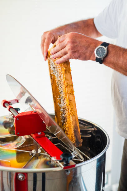 istock Beekeeper Putting a Beehive Frame with Honeycombs Into the Hony Centrifugal Extractor to Harvest Bee Honey 2169211069