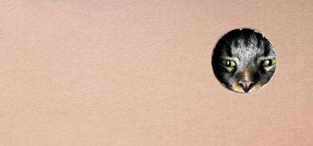 istock Maine coon cat looking curious out of a hole in a cardboard box. Panoramic image with copy space. 2169211183