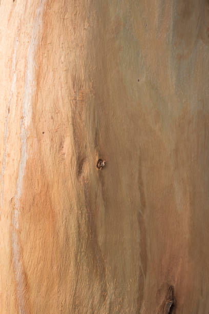 Eucalyptus tree trunk and crust surface detail