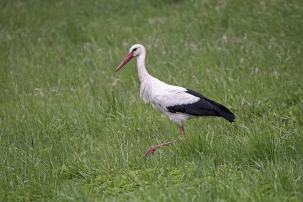 istock White stork walking on a green field. 2169211899