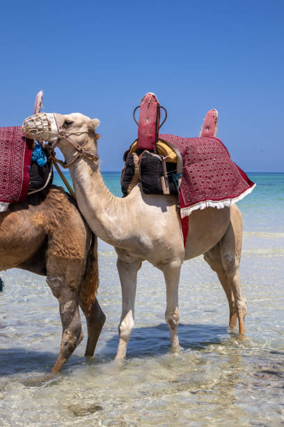 istock Camel in the sea, Djerba, Tunisia 2169212058