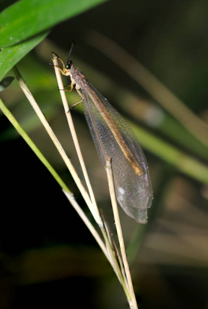 istock Adult dragonfly like ant mayfly (Usubakagero, Baliga micans. Natural+flashlight, close-up macro photography) 2169212396