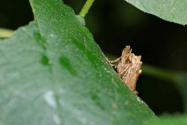 istock Hairy Ooeguri shachihoko moth head up (Pterostoma gigantinum. dark background natural+flashlight, close-up macro photography) 2169212407