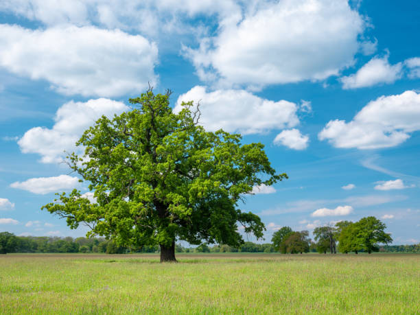 istock Meadow with solitary Oak Tree under Blue Sky with Clouds in Spring 2169213134