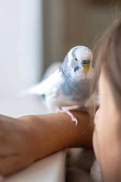 istock Blue and white budgerigar. Pets concept and domestic birds. 2169214457