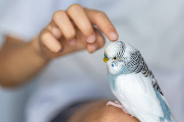 istock Blue and white budgerigar. Pets concept and domestic birds. 2169214460