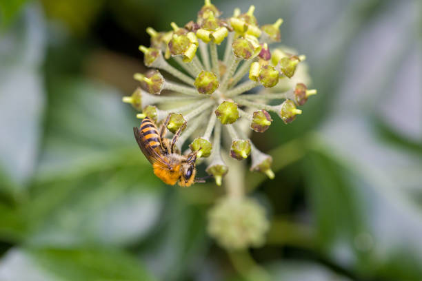side view of a Colletes on a blossom