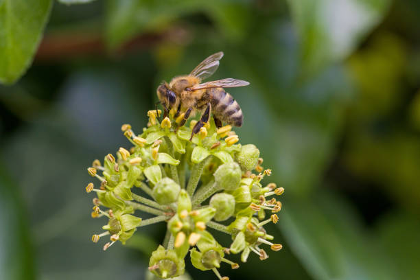 istock close-up of a honeybee looking for nectar on an ivy blossom 2169215580