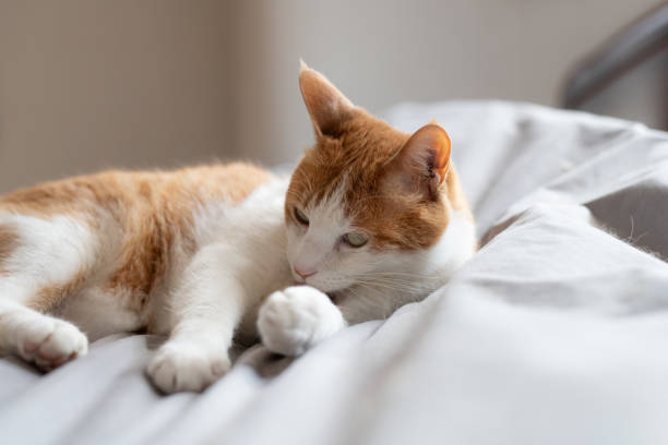 istock Cat relaxing in the room 2169219530