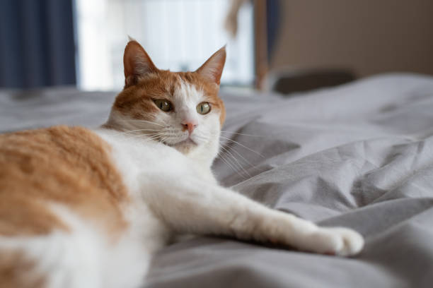 istock Cat relaxing in the room 2169219586