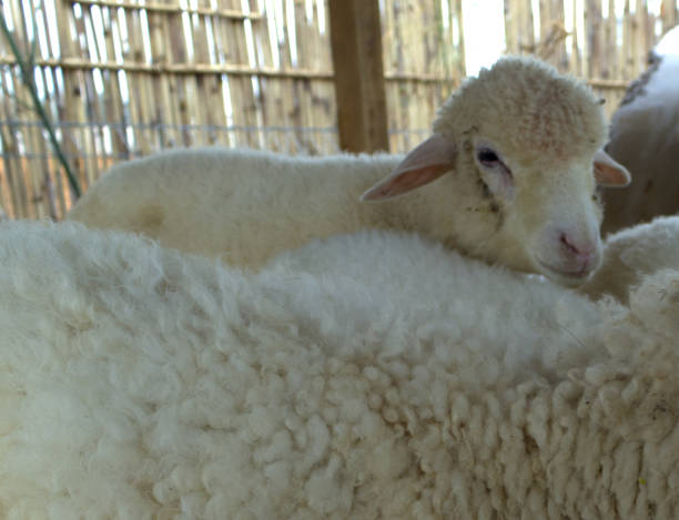 istock some sheep or white sheep in a bamboo cage 2169221139