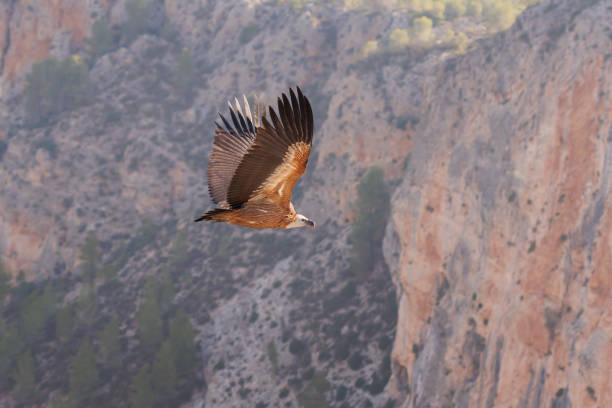 istock Flying Griffon Vulture (Gyps fulvus) with vertical wall background and small caves where they nest 2169221827