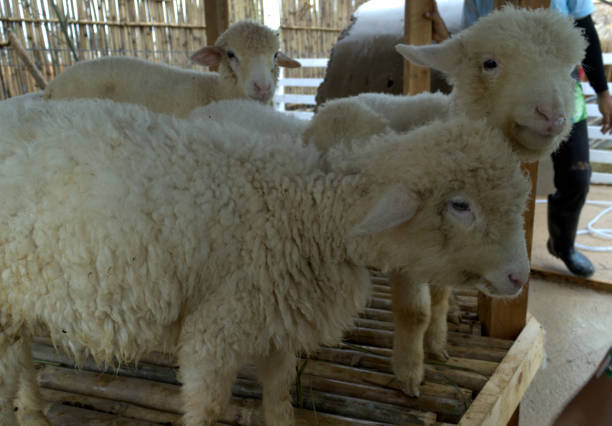 istock some sheep or white sheep in a bamboo cage 2169222468