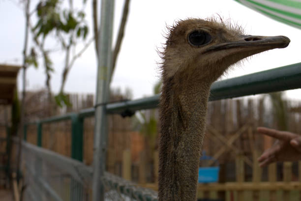Ostrich (Struthio camelus) or burung unta, largest living bird behind a metal grating. Head of a funny curious ostrich