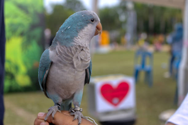red-billed blue parrot beautiful bird perched on hand