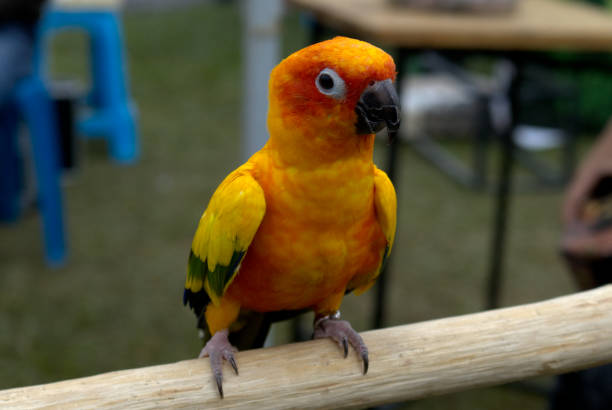 istock The sun conure (Aratinga solstitialis), also known as the sun parakeet 2169226267