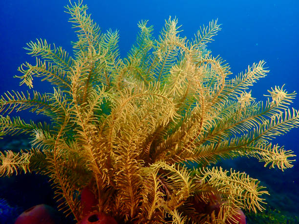 istock Sea lily on a coral reef underwater. 2169227554