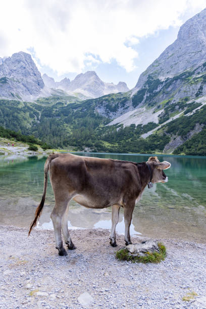 A cow stands by the shore of a peaceful alpine lake, surrounded by majestic mountain peaks, embodying the serene beauty and pastoral charm of nature.