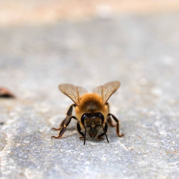 istock Close up of Bee 2169229031