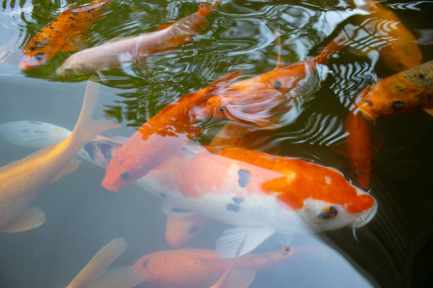 feeding koi fish, a small child's hand is feeding koi fish