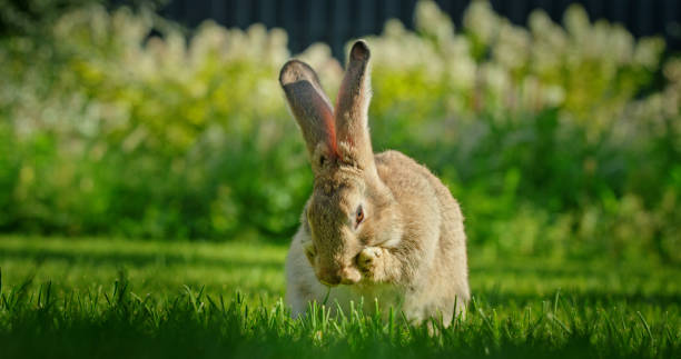 istock A rabbit with its ears folded forward cleaning its face on a lush green lawn, creating a serene and peaceful scene in nature. 2169229553