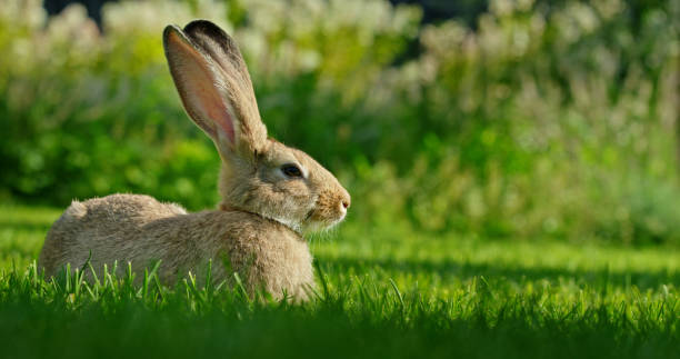 istock A cute gray rabbit on green grass on a warm summer day. 2169229760