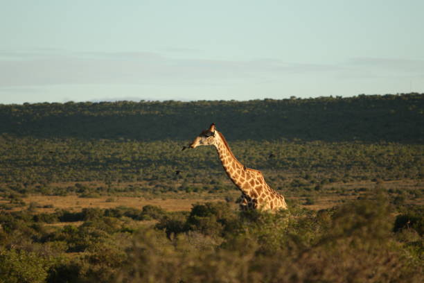 istock Giraffe in African Plains 2169229818