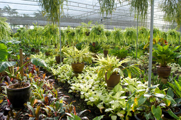 istock Greenhouse with potted plants and a canvas 2169230369