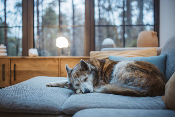 Dog enjoying in lazy autumn day on sofa at home