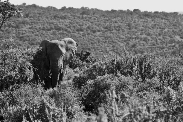 Black and White elephant in African plains