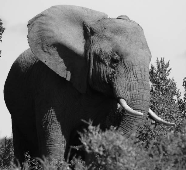 istock Black and White African Elephant 2169231899