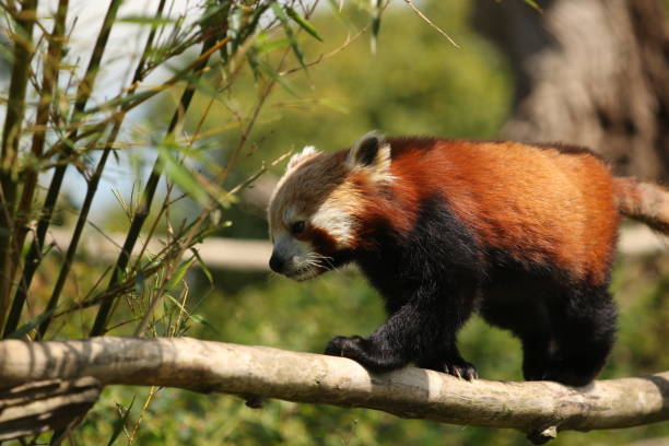 istock Red panda walking across a branch 2169232259