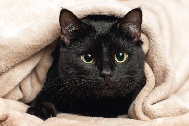 istock Portrait of a black cat peeking out from under a blanket during a cold snap 2169232808