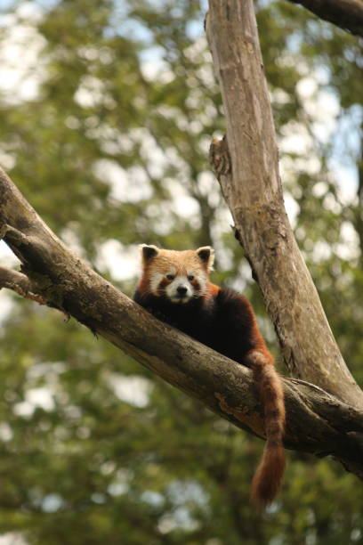 Red panda lying in a tree against a blurred leafy background.