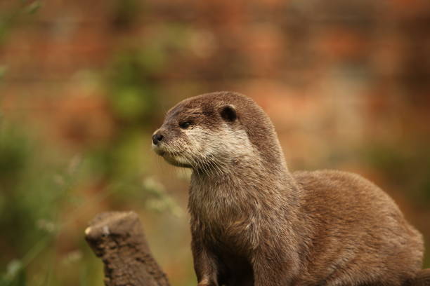 istock Otter portrait against a blurred background 2169233053