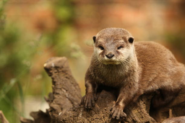 istock Otter on log against a blurred background 2169233177