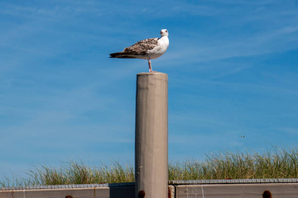 Looking up at One seagul standing on a wood pole with beach grass and a blue dky in background