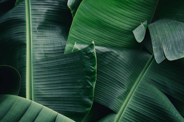 istock tropical banana leaf texture background 2169240807