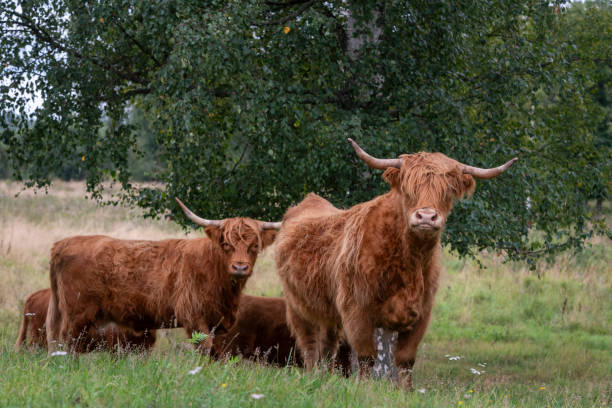 istock Highland cattle in the meadow 2169241052