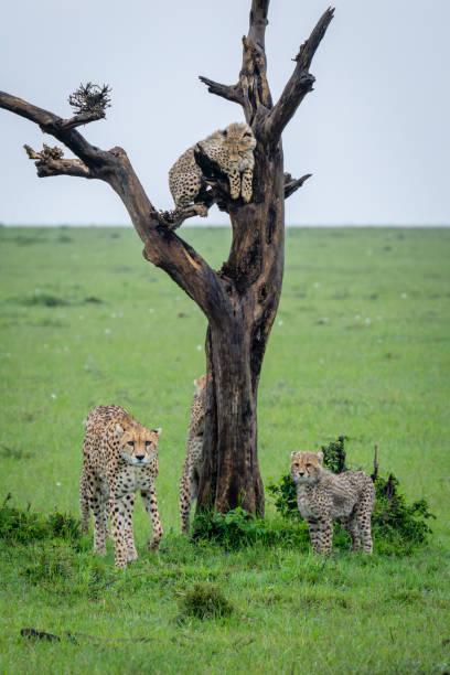 istock Cheetah cub in tree watches family below 2169242073